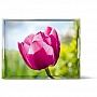 CLASSIC 50  37 "Tulip" Emsa (EM513710)