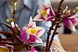 ����������� LEGO Botanicals Magnolia Branches (11510)