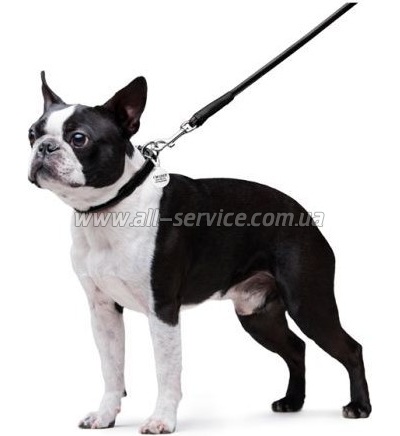  Waudog Glamour  XS d 8   122   (33771)