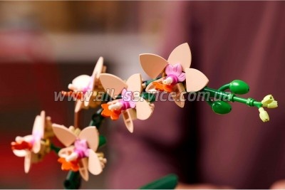 ����������� LEGO Botanicals ̳�� ������� (10343)
