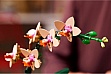 ����������� LEGO Botanicals ̳�� ������� (10343)