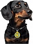    WAUDOG Smart ID  QR  