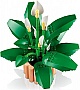 ����������� LEGO Botanicals ���������� (11504)