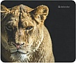  DEFENDER Wild Animals (50803)