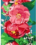    Rosa   35  45  (4823098525288)