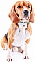    WAUDOG Smart ID Colors of freedom  42-76  (361-4020)