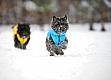  Collar AiryVest 