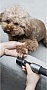 �������� �������������� Xiaomi HOTO 3.6V Screwdriver Set (QWDGJ001)