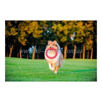 ������ ��� ����������� ��� ����� Collar PitchDog 17�� ������� (62367)