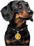    WAUDOG Smart ID  QR  