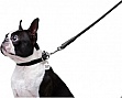  Waudog Glamour  XS d 8   122   (33771)