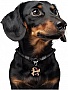    WAUDOG Smart ID  QR  