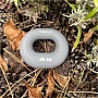  PowerPlay PP-4336 Hand Grip Large 25  ѳ (PP_4336_Grey_25kg)