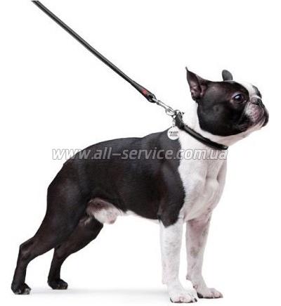  Waudog Glamour  XS d 8   122   (33771)