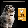     Purina Pro Plan Dog Medium Puppy     12 (7613035120402)