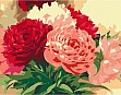 ������� �� ������� Rosa ����� ������ 35�45�� (4823098526117)