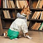  Pet Fashion Pf Style XS (4823082427970)