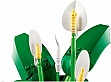 ����������� LEGO Botanicals ���������� (11504)
