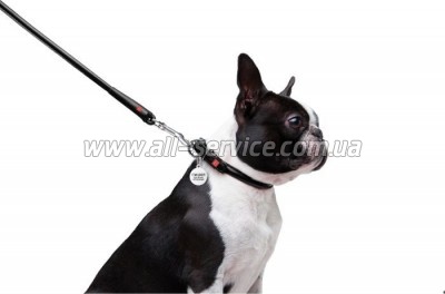 Waudog Glamour  XS d 8   122   (33771)