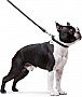  Waudog Glamour  XS d 8   122   (33771)