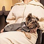  Pet Fashion Harry XS2 (4823082430109)