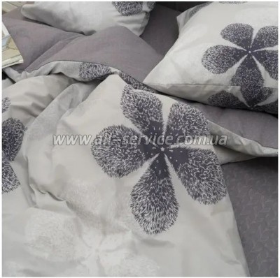   Viluta 24269   (24269_sm)