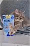    GimCat Nutri Pockets Fish  60  (4002064419633)