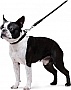  Waudog Glamour  XS d 8   122   (33771)