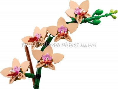 ����������� LEGO Botanicals ̳�� ������� (10343)