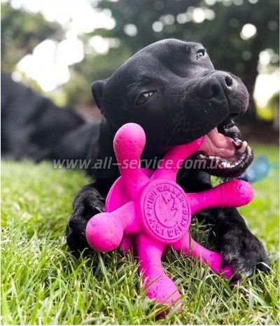    Kiwi Walker  13   (8596075002794)