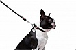  Waudog Glamour  XS d 8   122   (33771)
